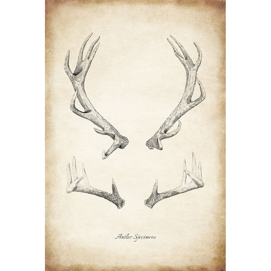 Antler Specimens Poster Print - Studio SEA-VARPDX99266 Image 1