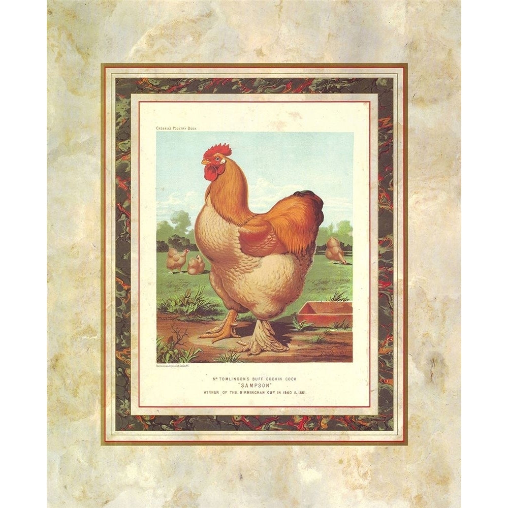 Buff Cochin Cock Cassells Poultry Book Poster Print by J.W. Ludlow-VARPDXA14129 Image 1