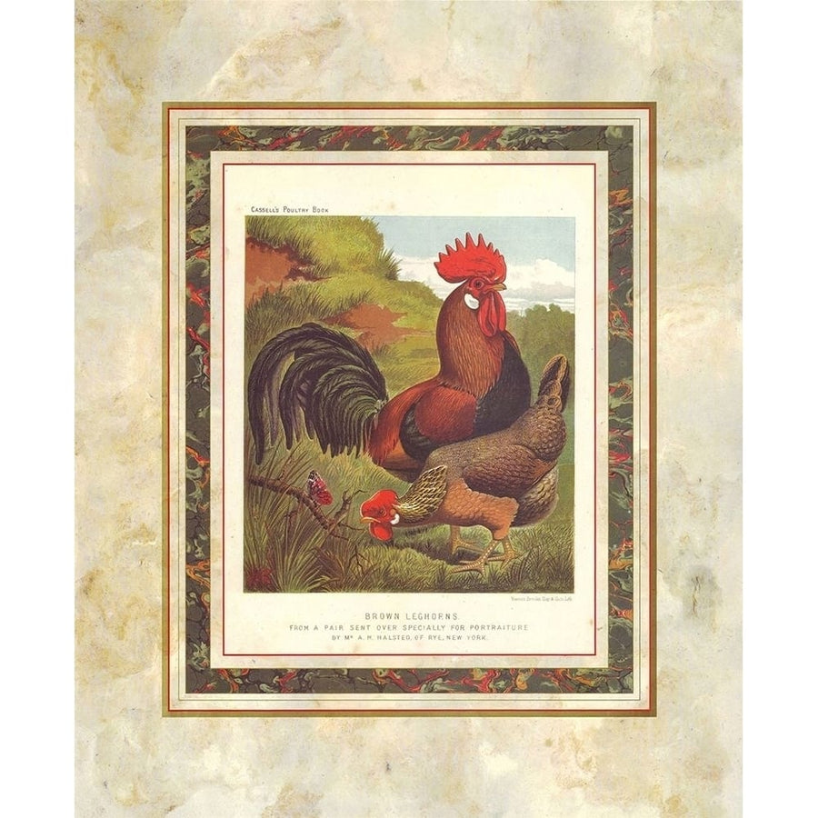 Brown Leg Horn Cassells Poultry Book Poster Print by J.W. Ludlow-VARPDXA14130 Image 1