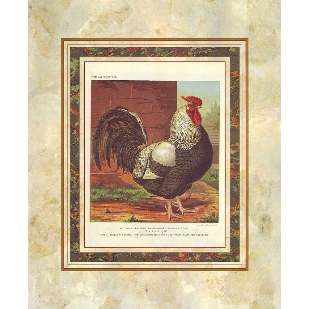 Rose-Combed Dorking Cock Cassells Poultry Book Poster Print by J.W. Ludlow-VARPDXA14128 Image 1