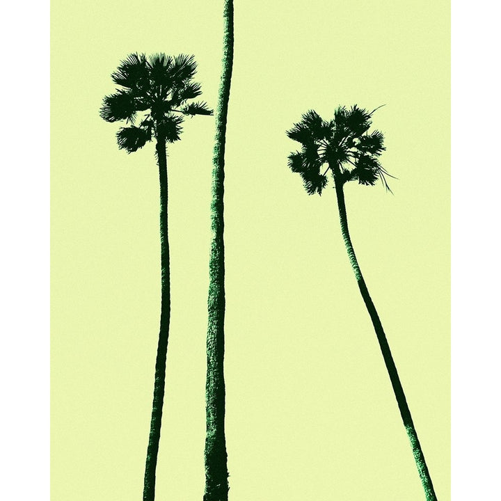 Palm Trees 2000-VARPDXA443D Image 1