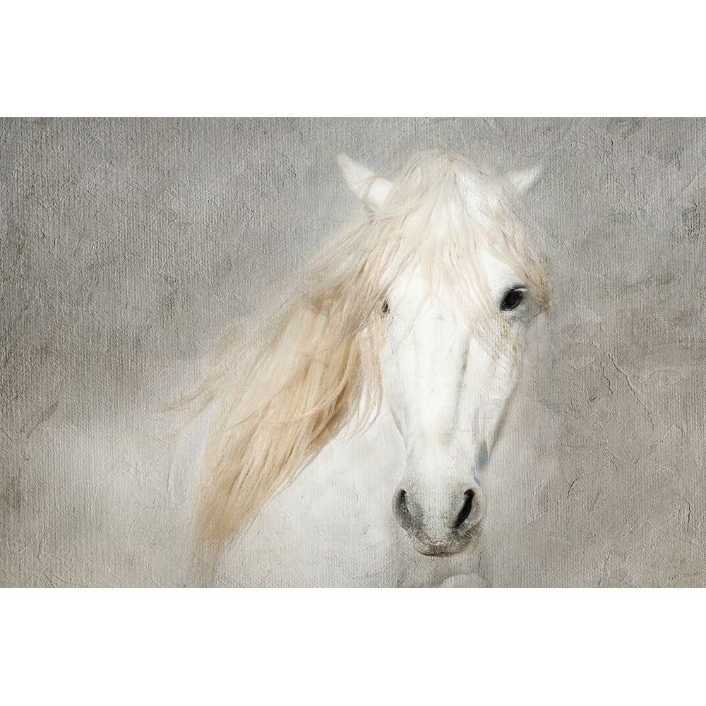 Stallion Face Poster Print by Merrie Asimow-VARPDXA468D Image 1