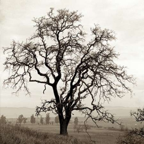 Sonoma Oak - 1 Poster Print by Alan Blaustein-VARPDXABFR378 Image 1