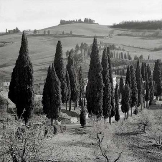 Tuscany - 4 Poster Print by Alan Blaustein-VARPDXABIT910 Image 2