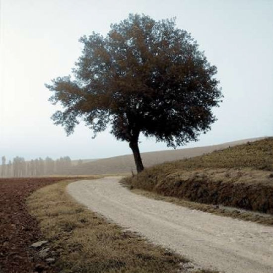 Tuscany - 12 Poster Print by Alan Blaustein-VARPDXABITC2998 Image 1