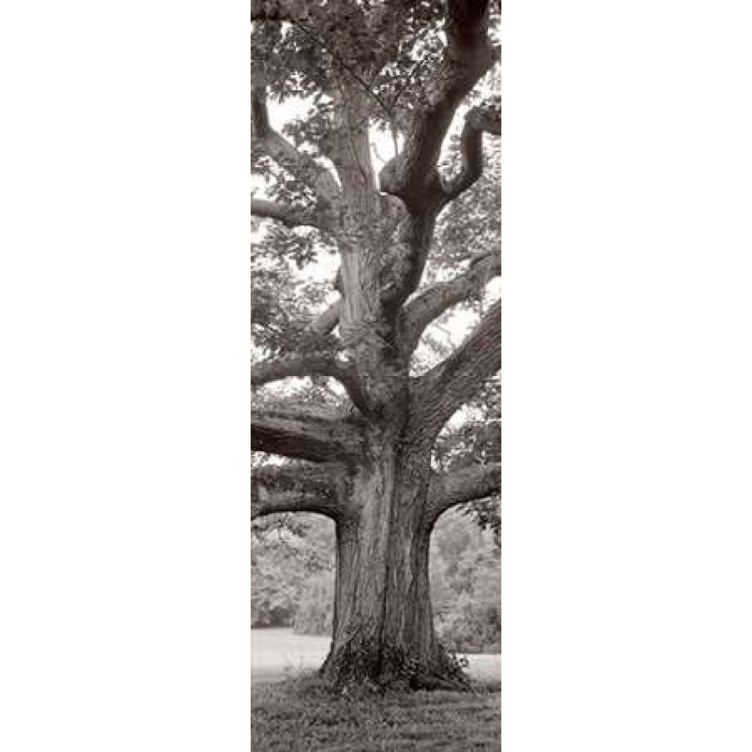 Hampton Field Tree - 2 Poster Print by Alan Blaustein-VARPDXABITV173 Image 2