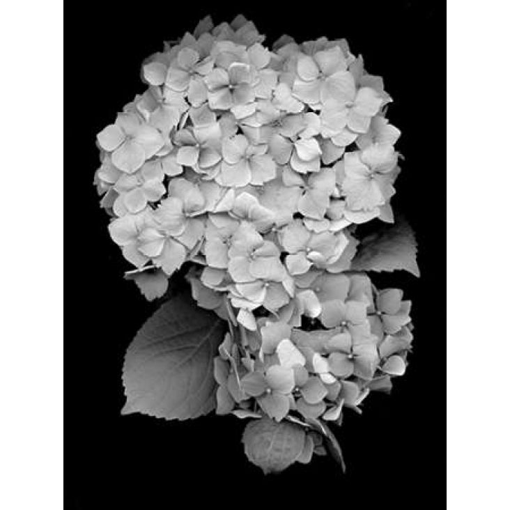 Floral B-W - 26 Poster Print by Alan Blaustein-VARPDXABLF170A Image 1