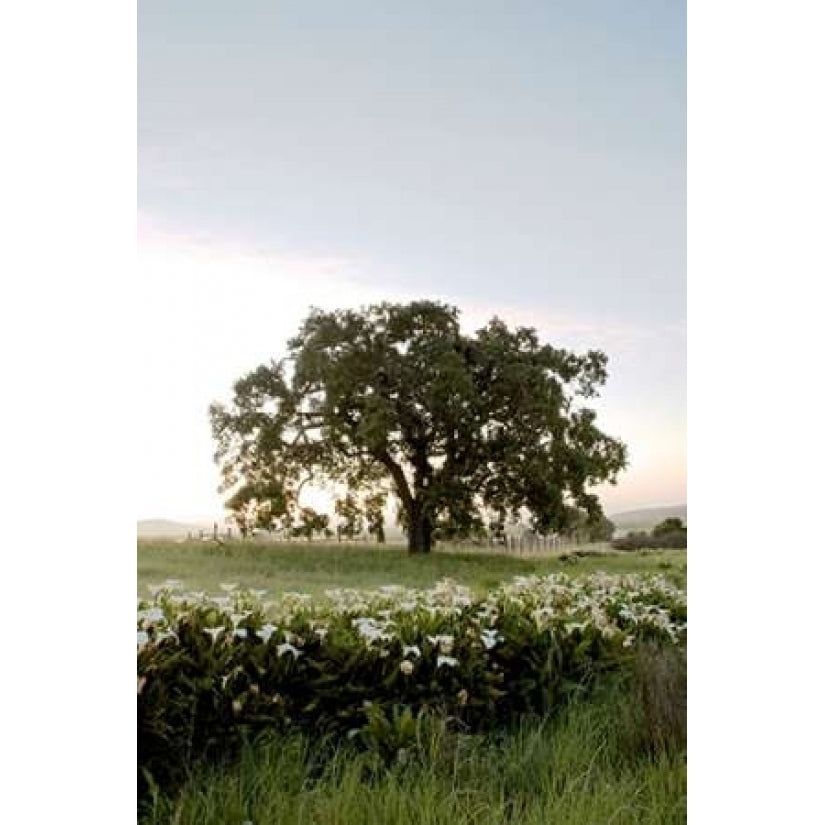 Oak Tree - 84 Poster Print by Alan Blaustein-VARPDXABSFH175 Image 2