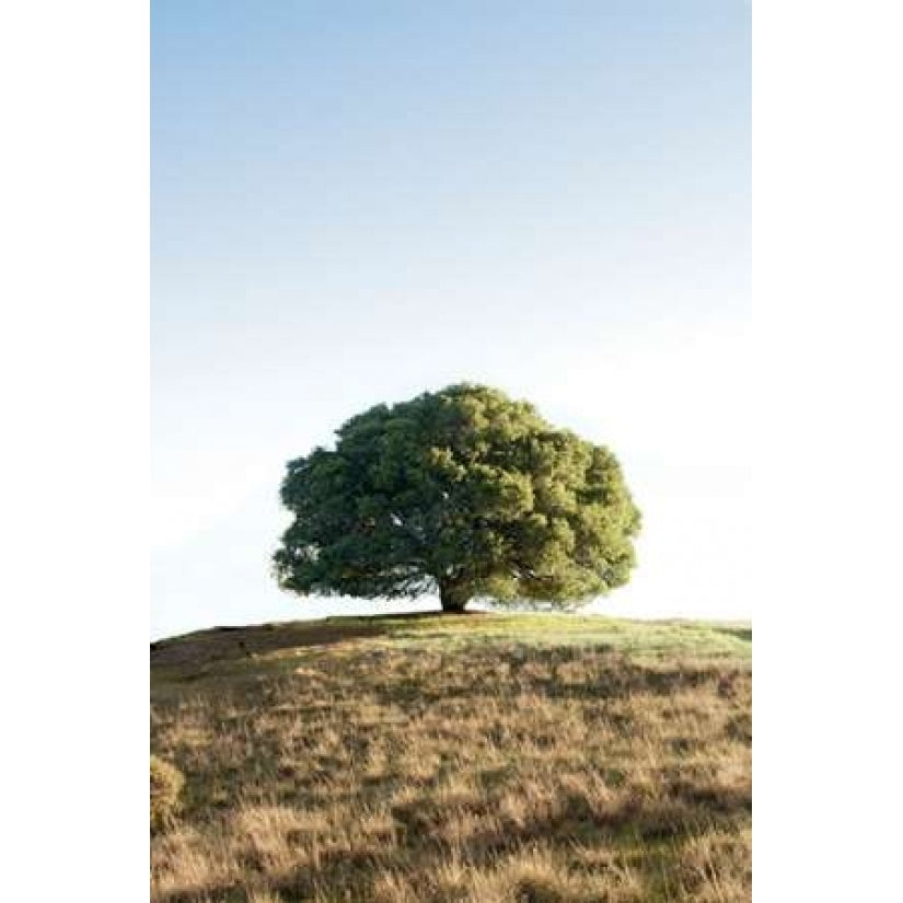 Oak Tree - 77 Poster Print by Alan Blaustein-VARPDXABSFH131A Image 2