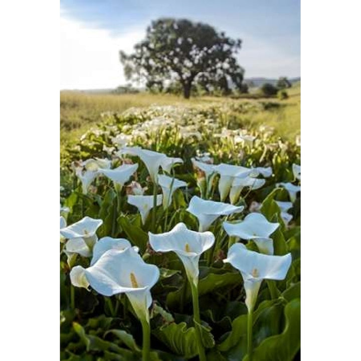 Oak Tree - 97 Poster Print by Alan Blaustein-VARPDXABSFH186B Image 1