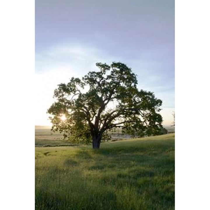 Oak Tree - 95 Poster Print by Alan Blaustein-VARPDXABSFH186A Image 2