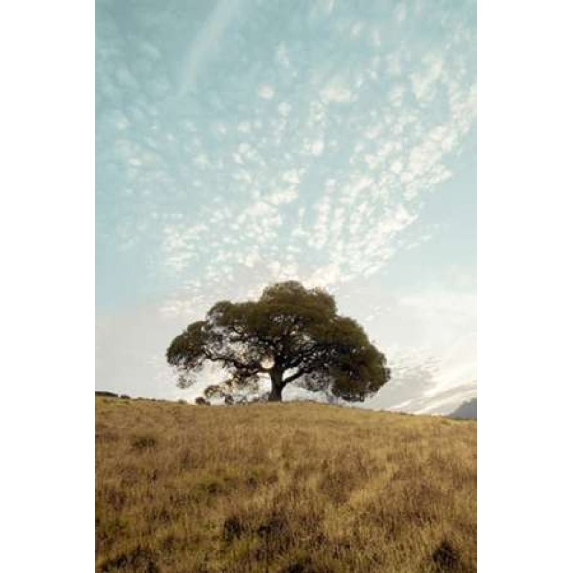 Oak Tree - 12 Poster Print by Alan Blaustein-VARPDXABSFH39B Image 2