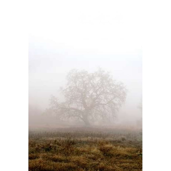 Oak Tree - 29 Poster Print by Alan Blaustein-VARPDXABSFH45A Image 1