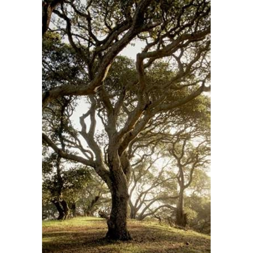 Oak Tree - 69 Poster Print by Alan Blaustein-VARPDXABSFH70B Image 1