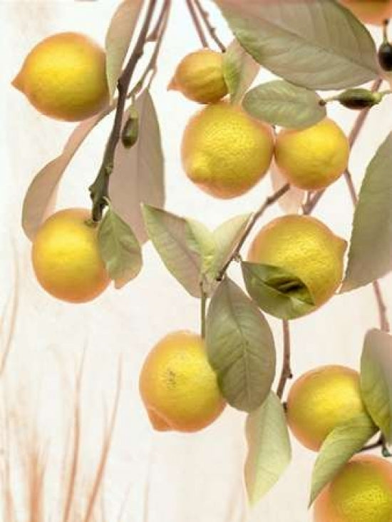 Lemons - 1 Poster Print by Alan Blaustein-VARPDXABSL53 Image 2