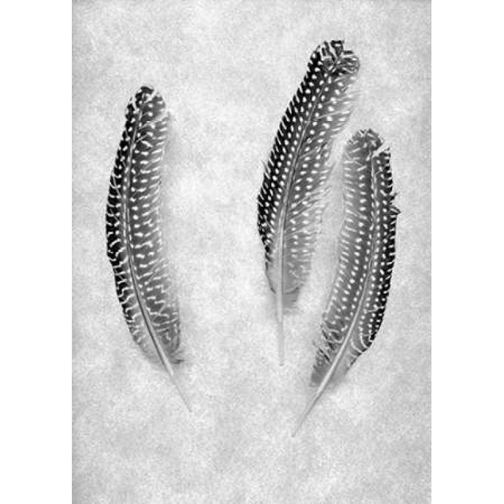 Feather B-W - 2 Poster Print by Alan Blaustein-VARPDXABSLF111A Image 2