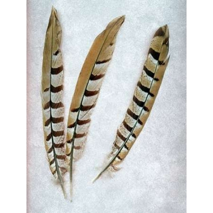 Feather - 1 Poster Print by Alan Blaustein-VARPDXABSLF110D Image 1