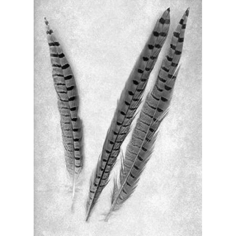 Feathers B-W - 3 Poster Print by Alan Blaustein-VARPDXABSLF112A Image 2