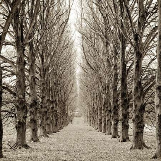 Hampton Gates Promenade - 3 Poster Print by Alan Blaustein-VARPDXABTR111 Image 2