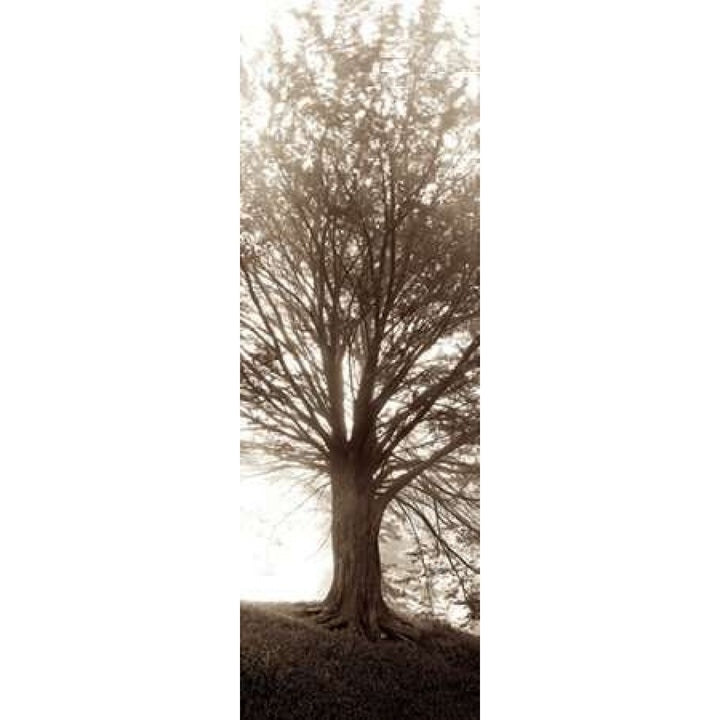 Hampton Gates Tree No.1 Poster Print by Alan Blaustein-VARPDXABTRV12 Image 2