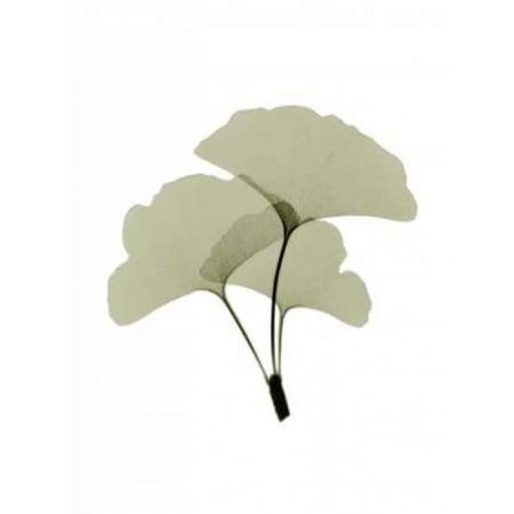 Ginko I Poster Print by ACEE-VARPDXACP200 Image 1