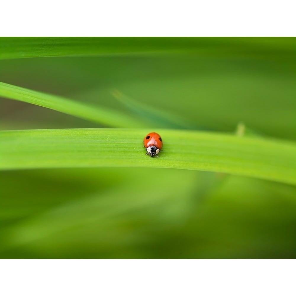 Ladybug on leaf by Assaf Frank-VARPDXAF20060528018G Image 1