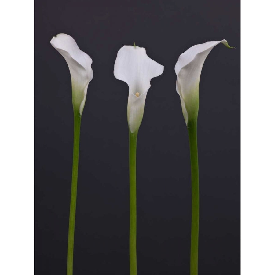 Three Calla Lily flowers Poster Print by Assaf Frank-VARPDXAF20090314023 Image 1