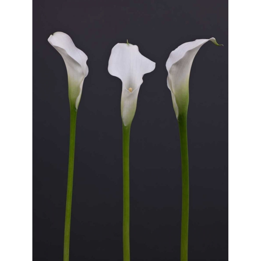 Three Calla Lily flowers Poster Print by Assaf Frank-VARPDXAF20090314023 Image 2