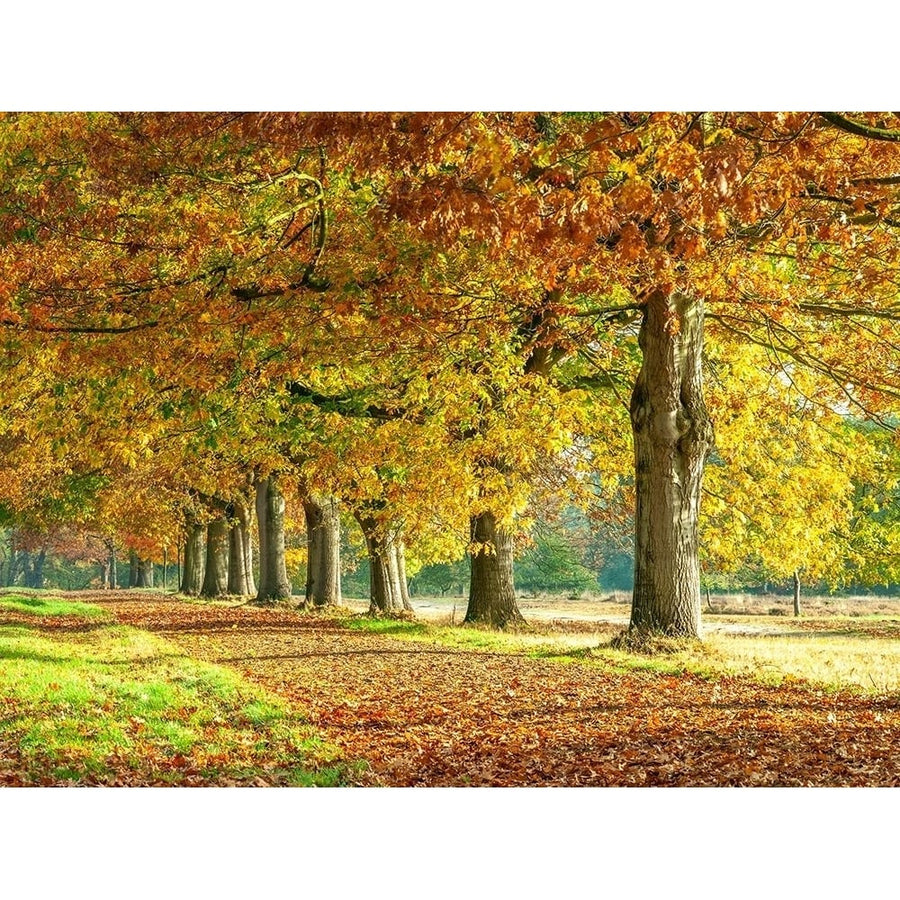 Row of trees in autumn by Assaf Frank-VARPDXAF20091022022G Image 1