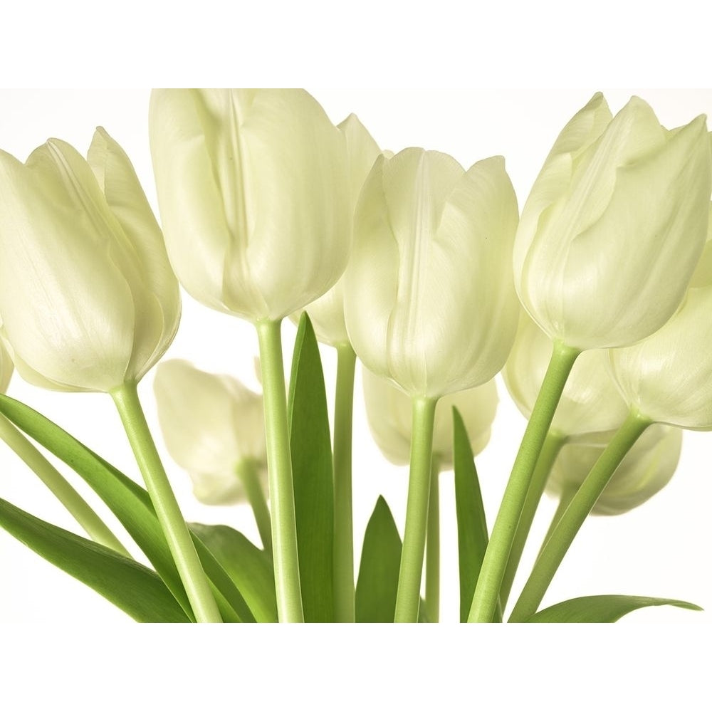 Bunch of Tulips Poster Print by Assaf Frank-VARPDXAF20100312012C02 Image 1