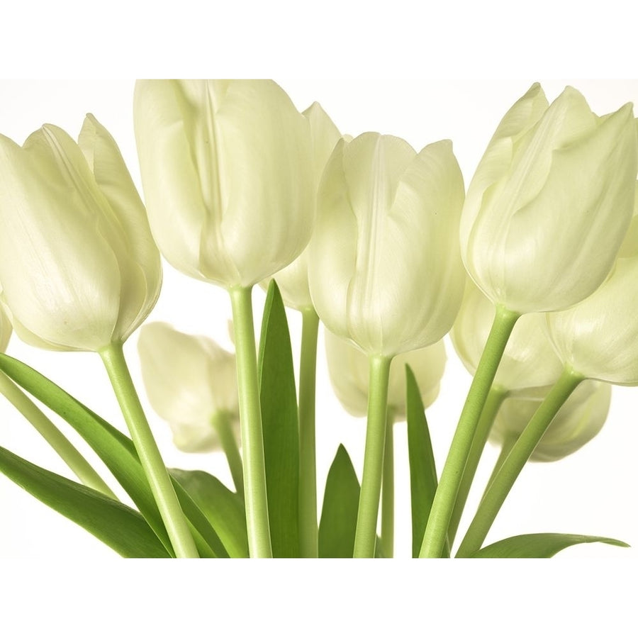 Bunch of Tulips Poster Print by Assaf Frank-VARPDXAF20100312012C02 Image 1