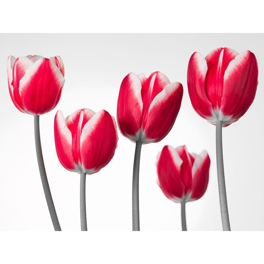 Fresh and beautiful Tulips on white background FTBR-1818 Poster Print by Assaf Frank-VARPDXAF20100422018C08 Image 1