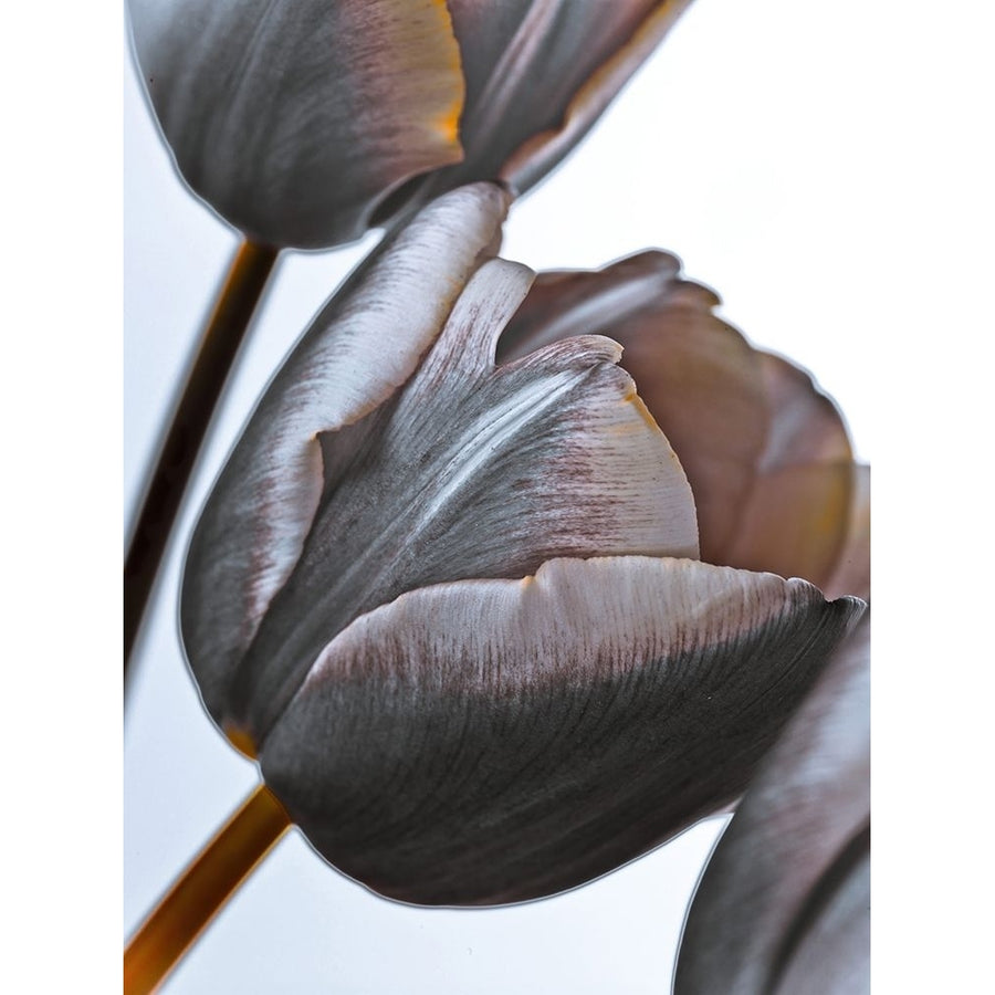 Tulip flowers on white background by Assaf Frank-VARPDXAF20100422036C04 Image 1