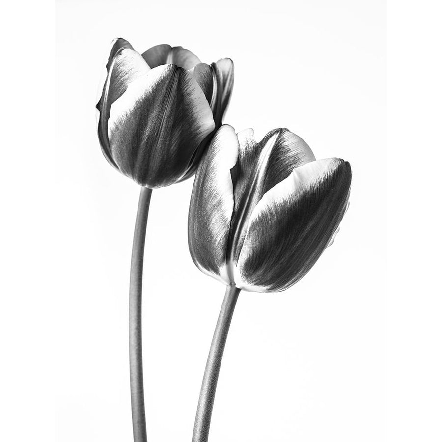 Tulips on white background FTBR-1791 Poster Print by Assaf Frank-VARPDXAF20100422053C05 Image 1