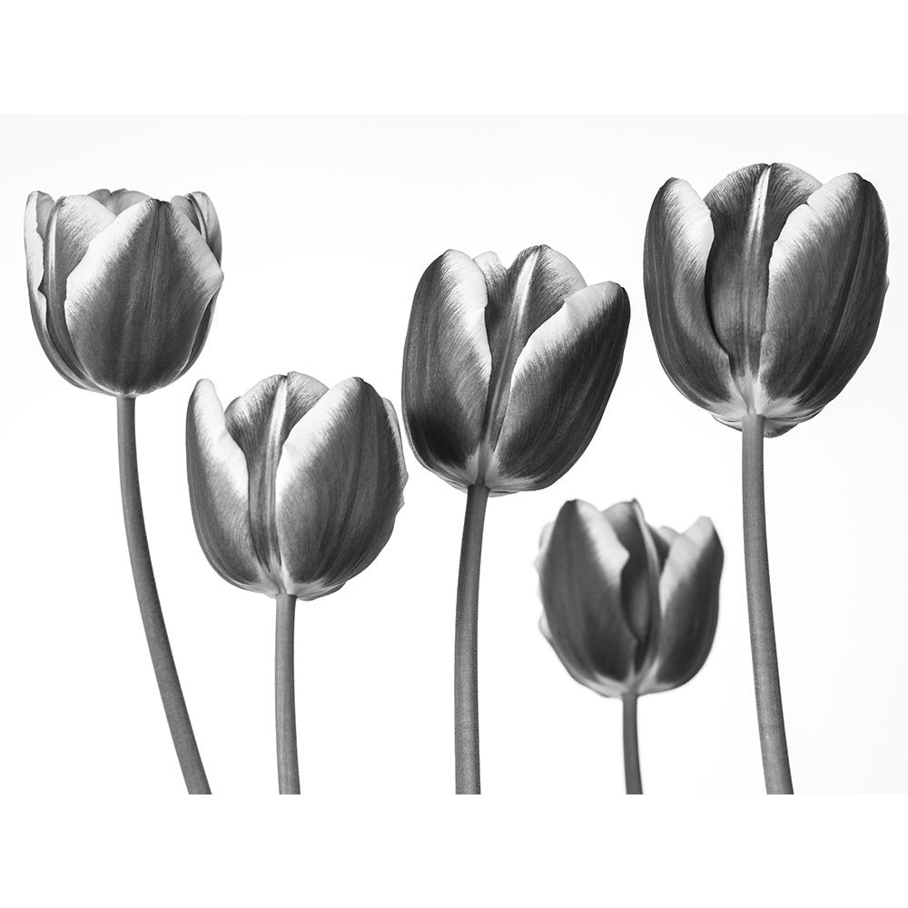 Tulips on white background Poster Print by Assaf Frank-VARPDXAF20100422018C09 Image 1