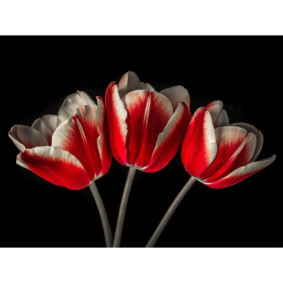 Tulip flowers on black background Poster Print by Assaf Frank-VARPDXAF20100428087C07 Image 1