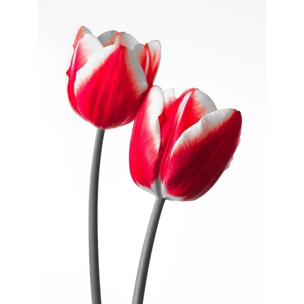 Fresh and beautiful Tulips on white background FTBR-1819 Poster Print by Assaf Frank-VARPDXAF20100422053C04 Image 1