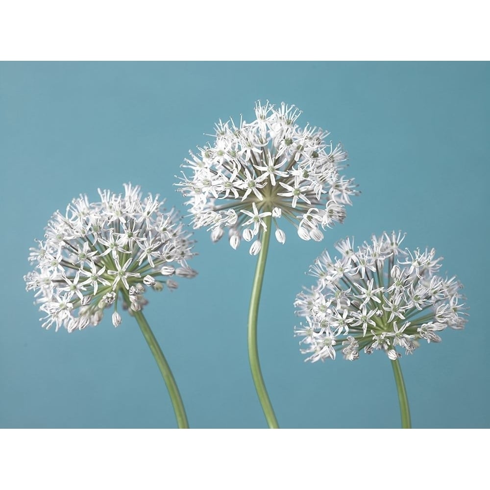 Three Alliums Poster Print by Assaf Frank-VARPDXAF20100502005 Image 1