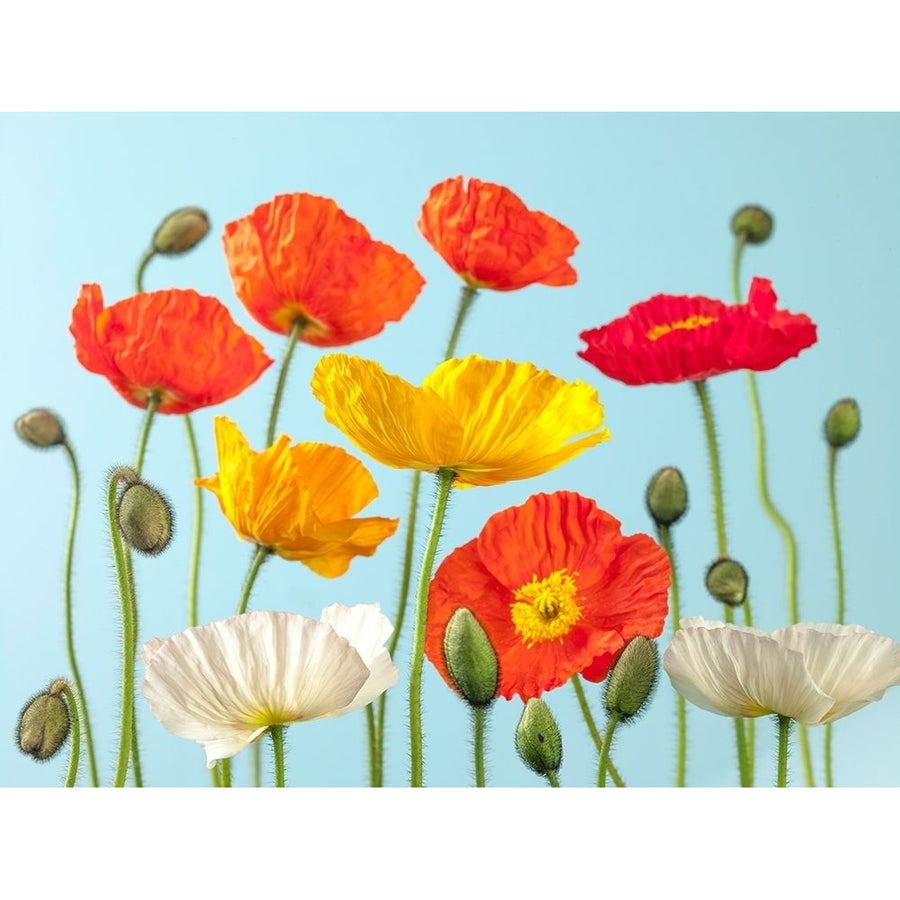 Multicoloured Poppies and buds by Assaf Frank-VARPDXAF20100524065G Image 1