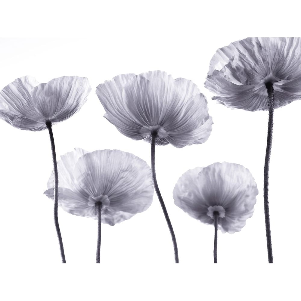 Five Poppies by Assaf Frank-VARPDXAF20100525232C12G Image 1