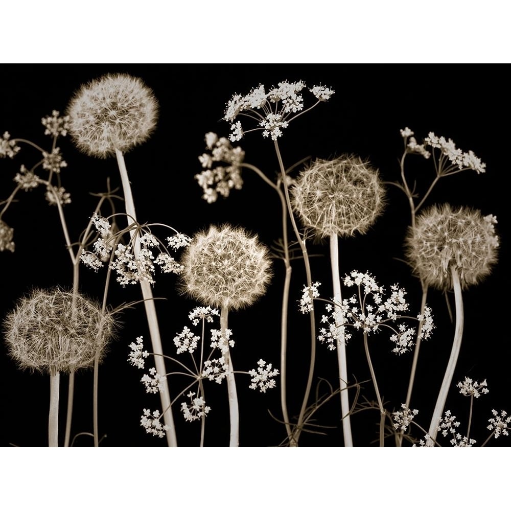 Meadow flowers Poster Print by Assaf Frank-VARPDXAF20100517146C02 Image 1