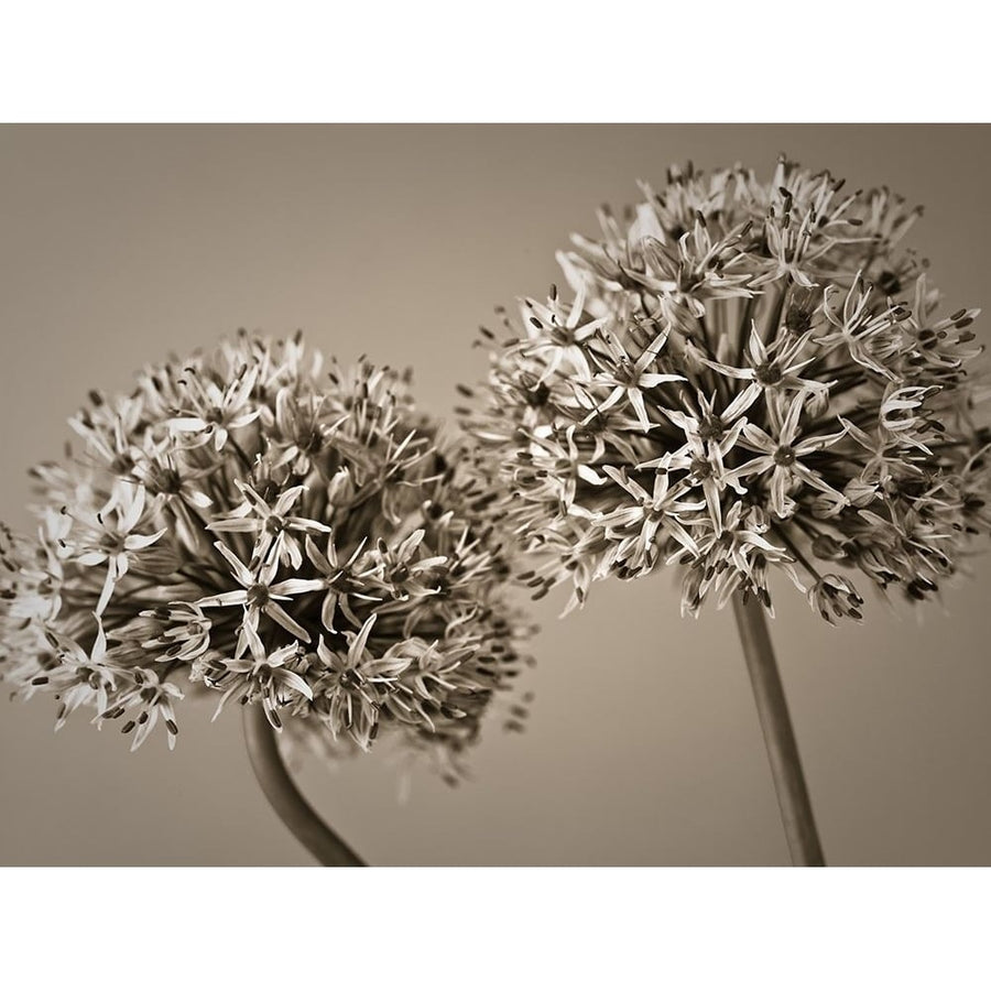 Two Allium flowers Poster Print by Assaf Frank-VARPDXAF20100605140C02 Image 1