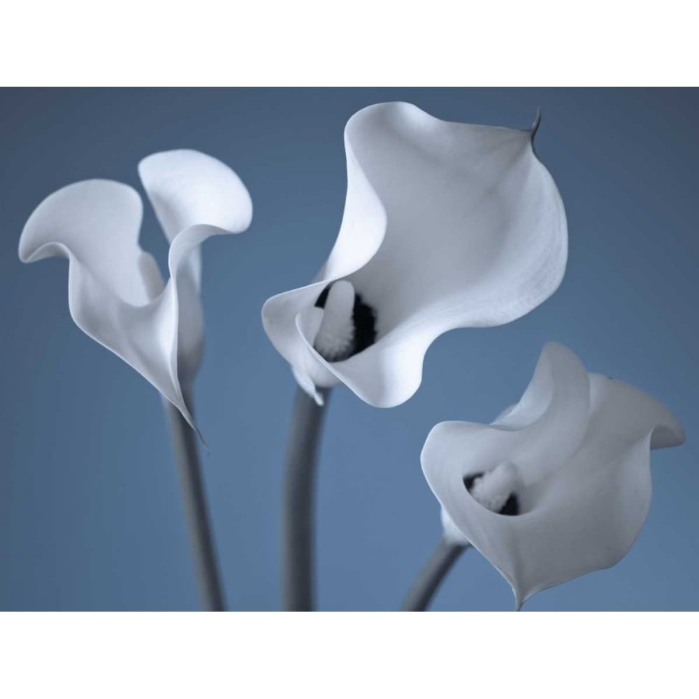 Three Calla Lilies Poster Print by Assaf Frank-VARPDXAF20100626275C03 Image 1