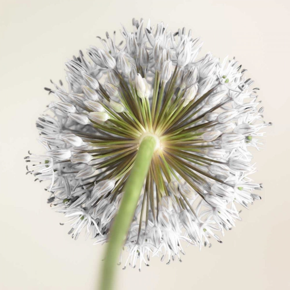 Allium flower Poster Print by Assaf Frank-VARPDXAF20100605163 Image 1