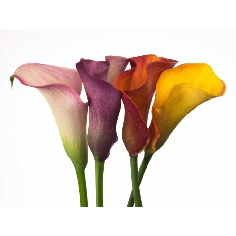 Four calla lilies Poster Print by Assaf Frank-VARPDXAF20100731019 Image 2