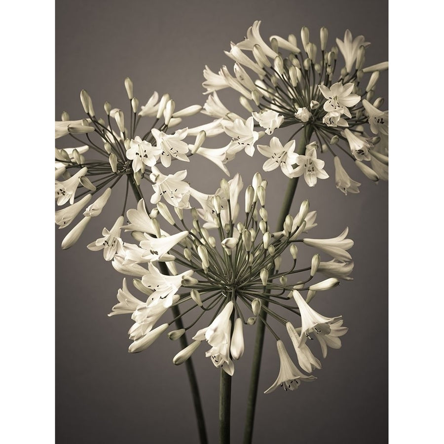 African Lilies Poster Print by Assaf Frank-VARPDXAF20100728046C07 Image 1