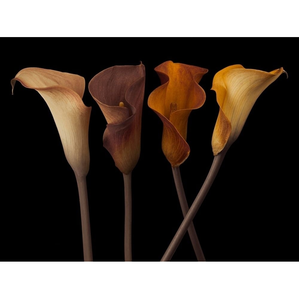 Four calla lilies by Assaf Frank-VARPDXAF20100731106C08G Image 1