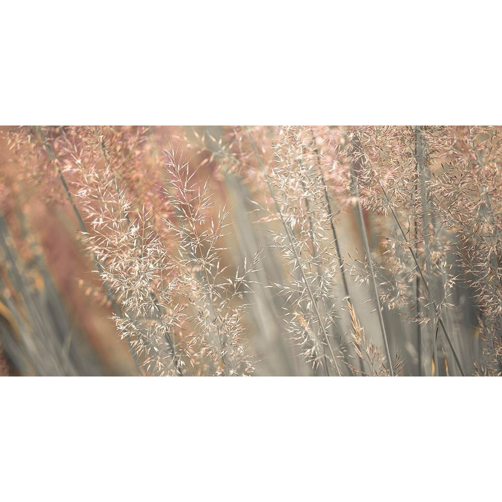 Fountain grass by Assaf Frank-VARPDXAF20100924044G Image 1