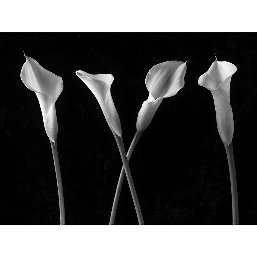 Calla lilies in a row by Assaf Frank-VARPDXAF20100811009C01G Image 1