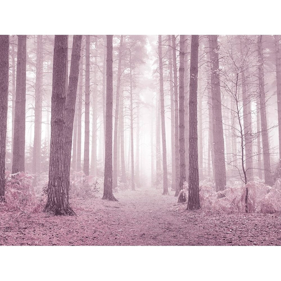 Misty trees in pink by Assaf Frank-VARPDXAF20101116027C09 Image 1